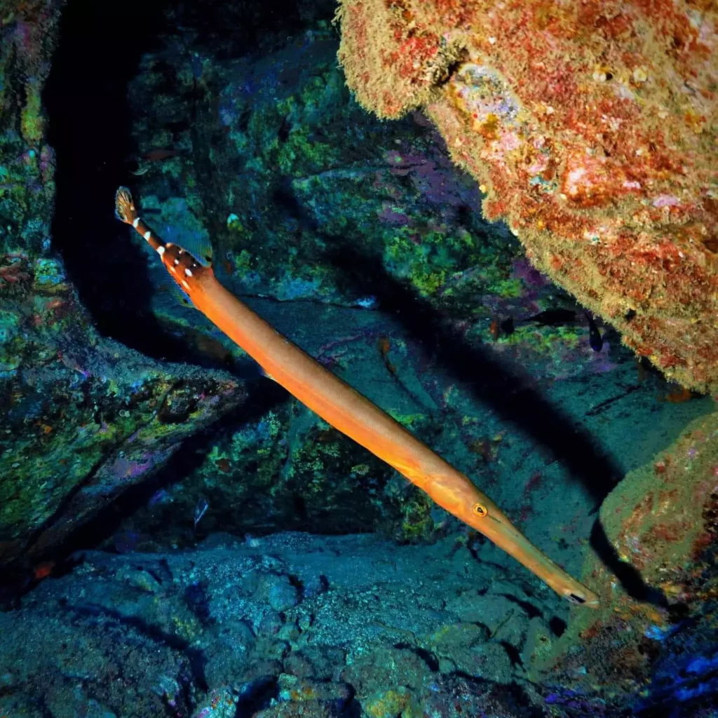 Abades - Trumpetfish