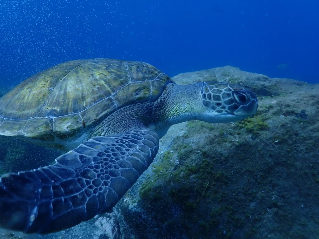 Alacala - Turtle