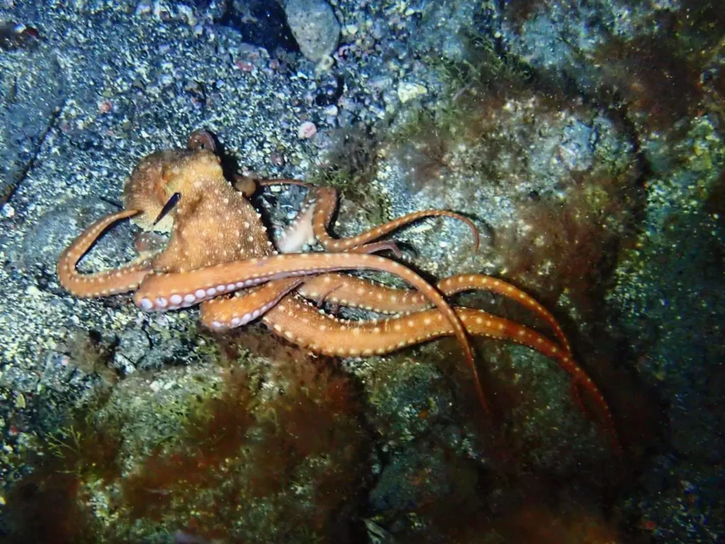 Las Eras Octopus