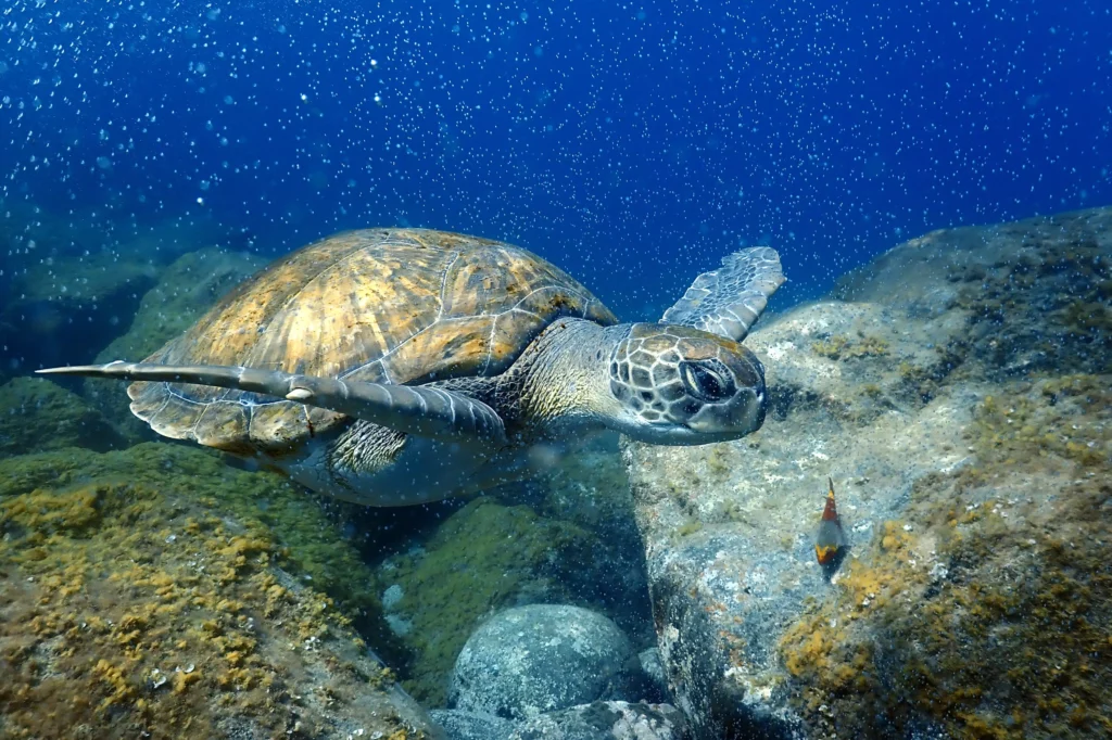 Palm Mar Turtle